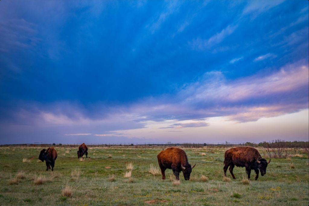 Caprock Bison at Sunset