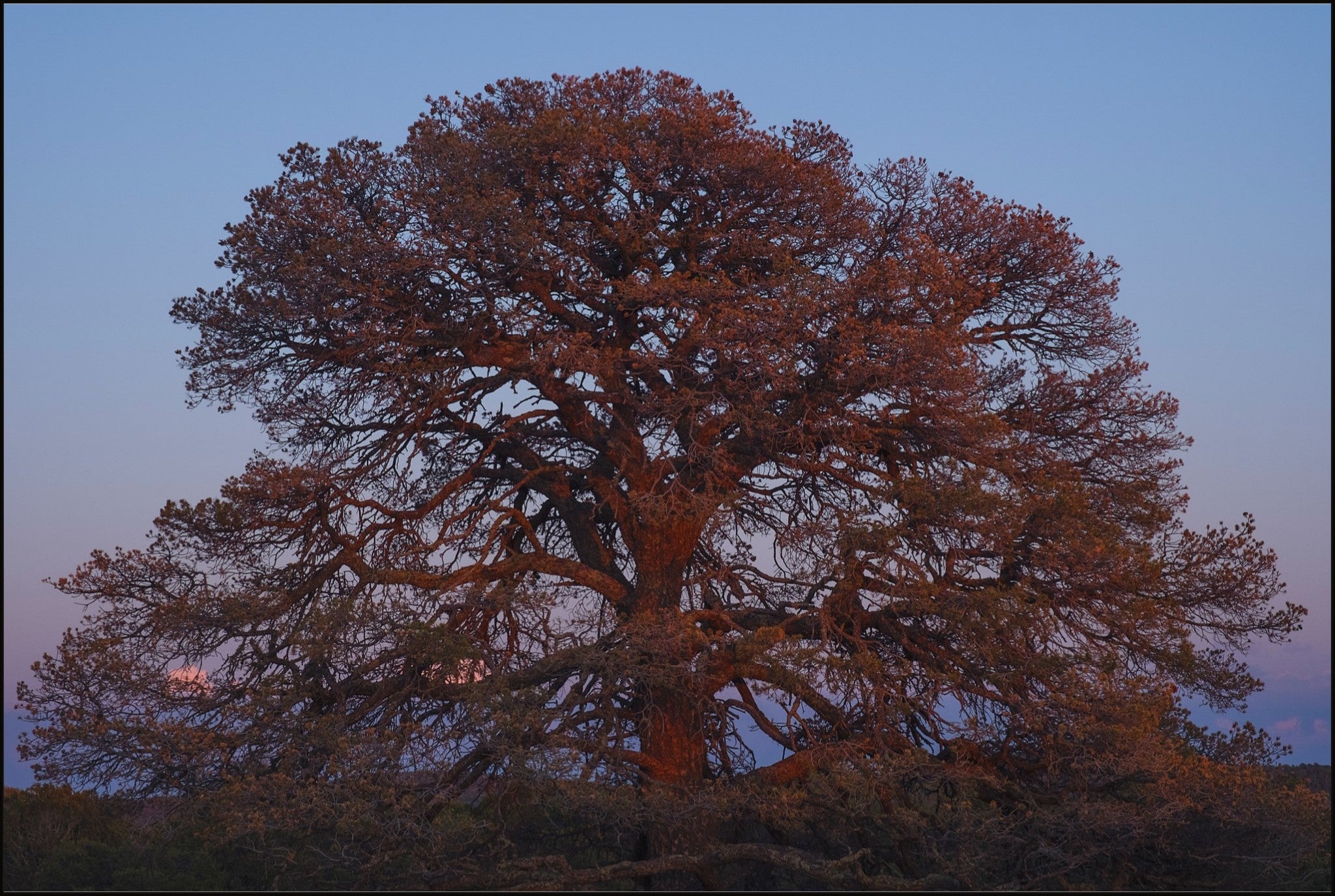 Blue Hour Pine