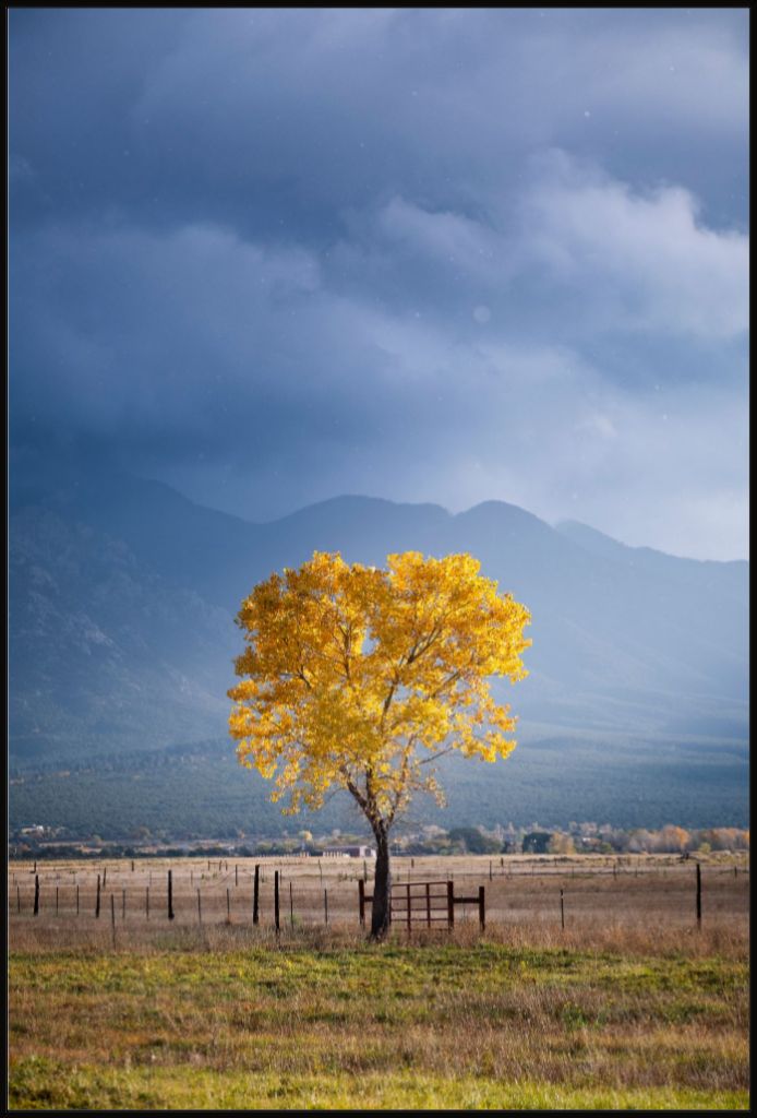 Solitary Cottonwood II