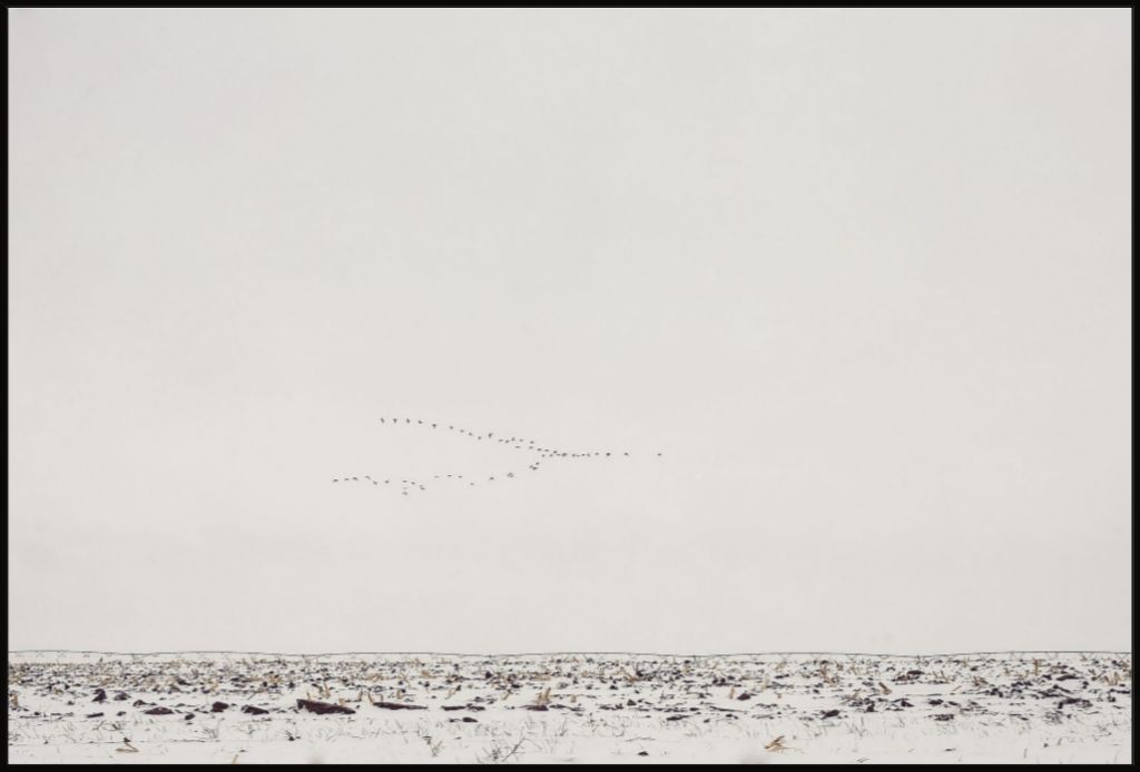 Geese Over Snowy Field