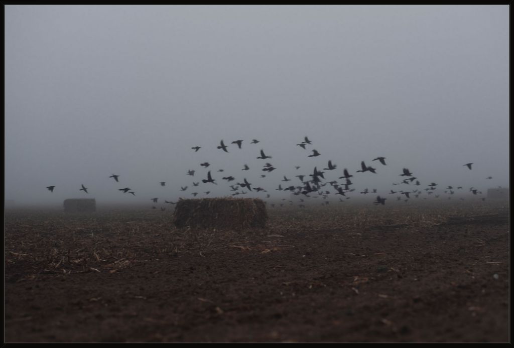 Foggy Field with Grackles