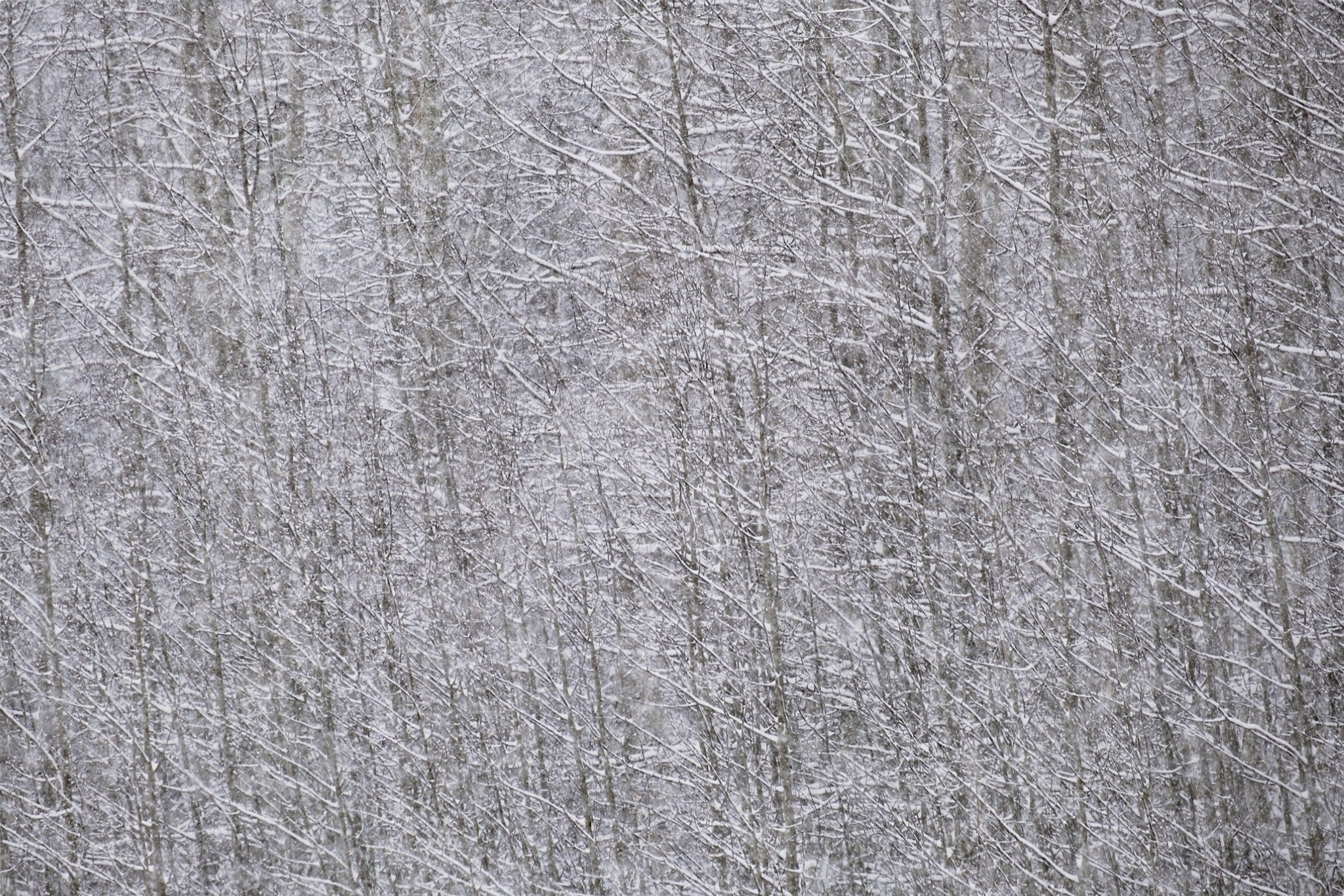 Heavy Snow & Forest Abstract I