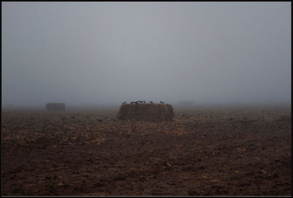 West Texas Winter Fog - 7