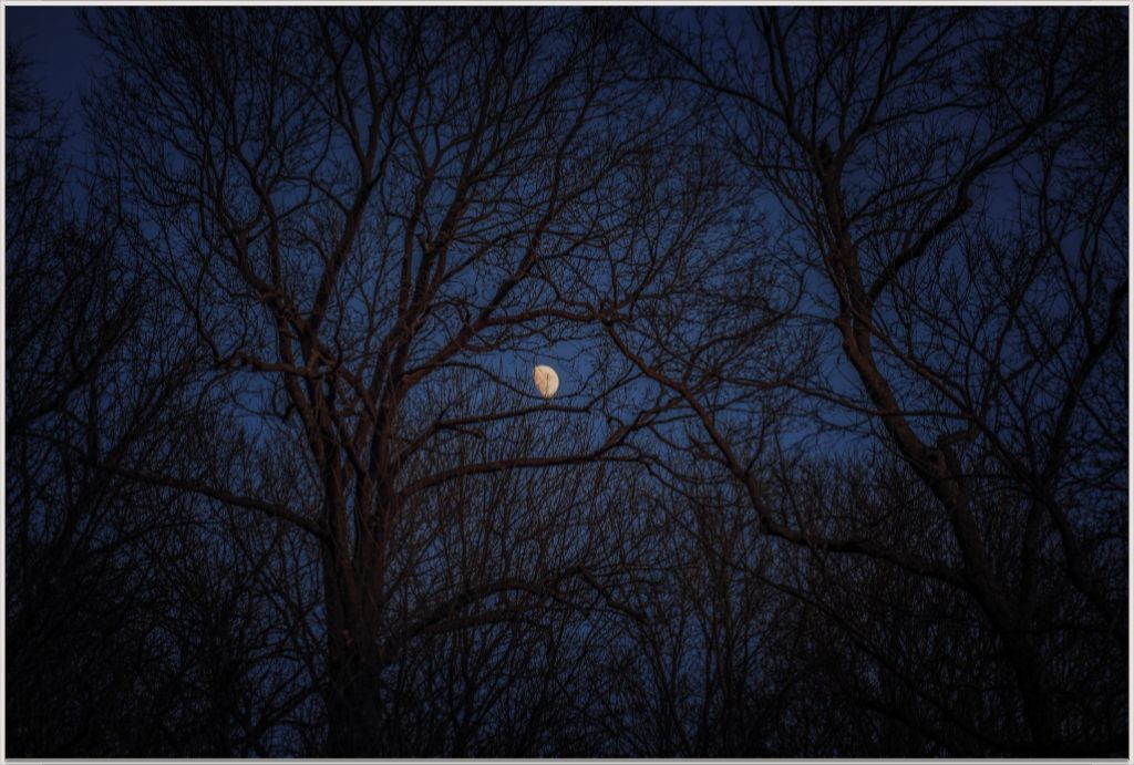 Winter Moon