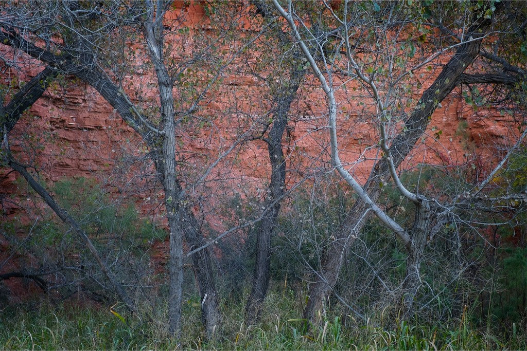 Cottonwoods and Red Rock