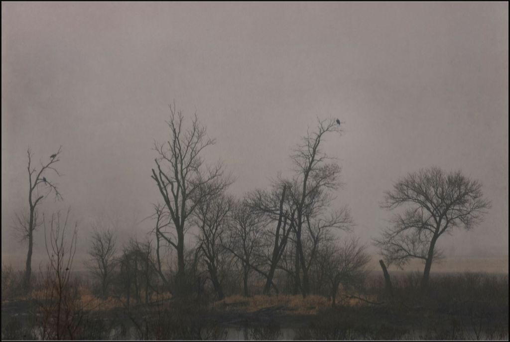 Wetlands Scene