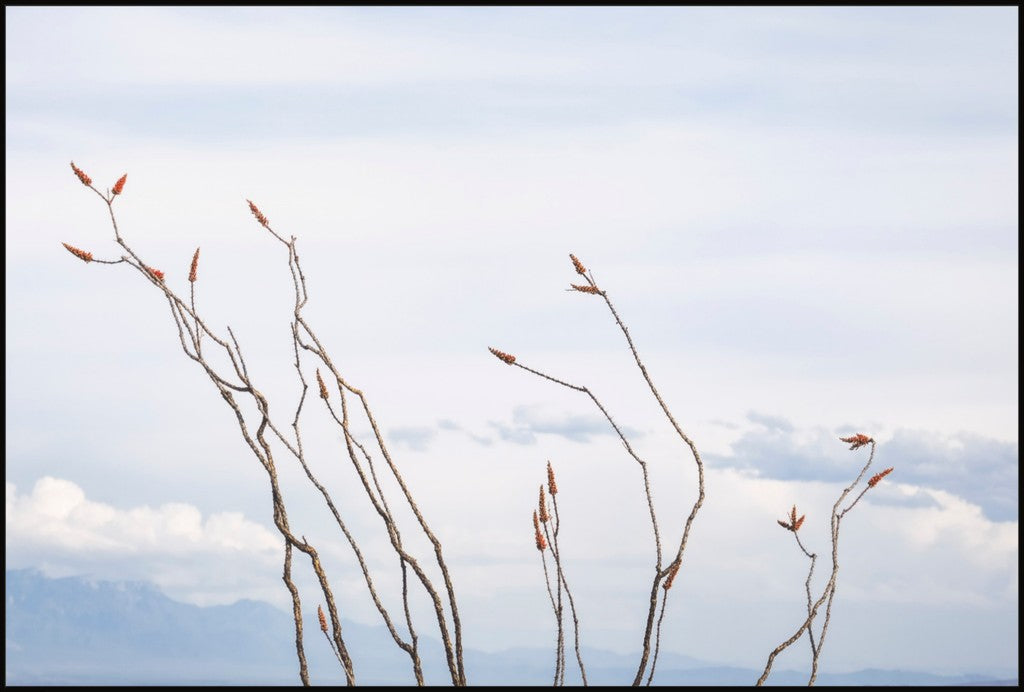 Ocotillo and Clouds