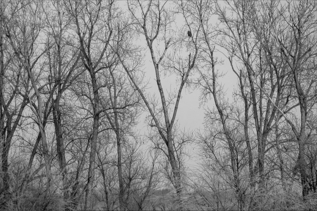 Eagle Perched in Icy Branches BW