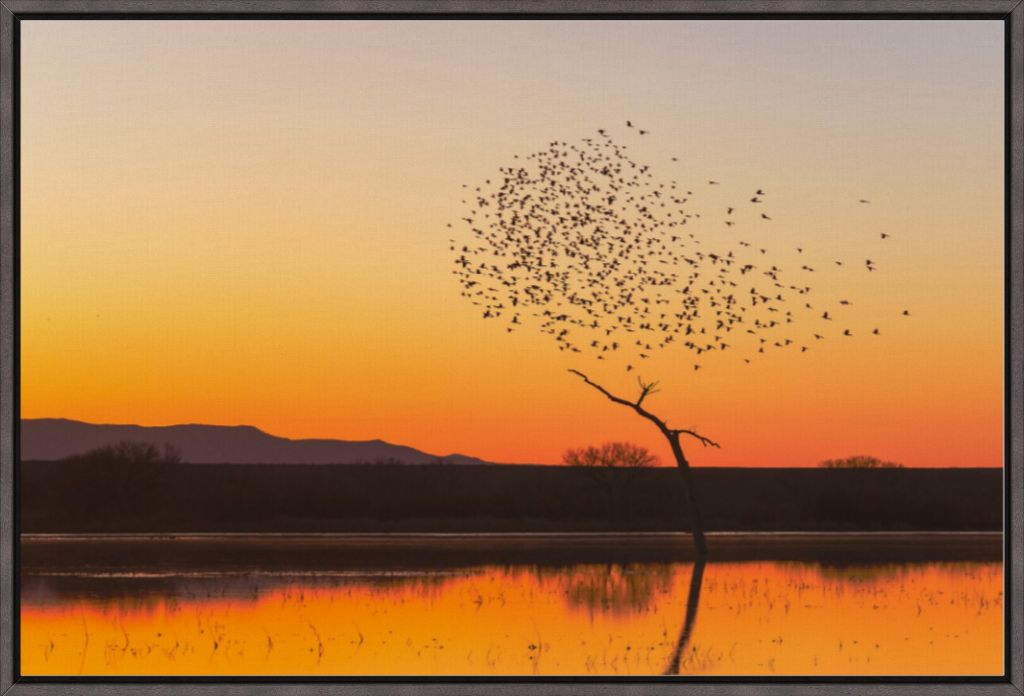 Bosque Morning Glow with Birds