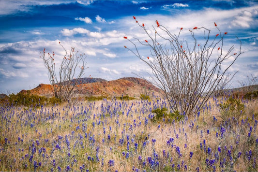 Ocotillo and Bluebonnets