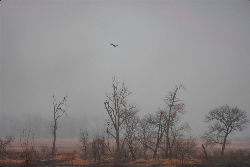 Wetlands Flight