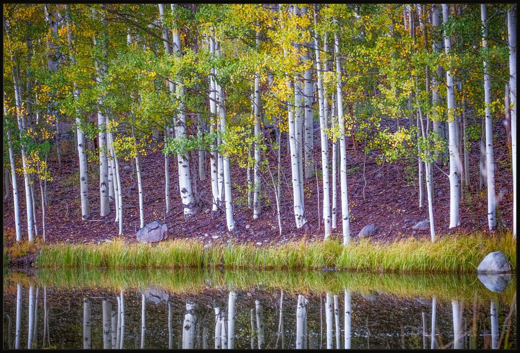 Fall Reflections