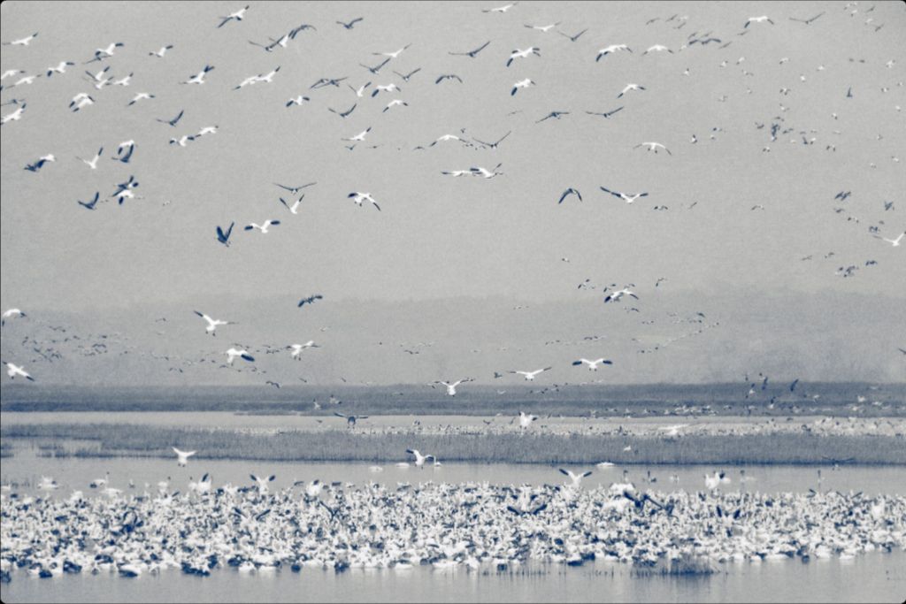 Snow Goose Cyanotype II