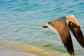 Grand Bahama Gull No. 1