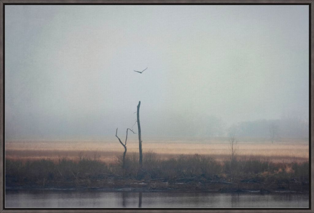 Wetlands Eagle