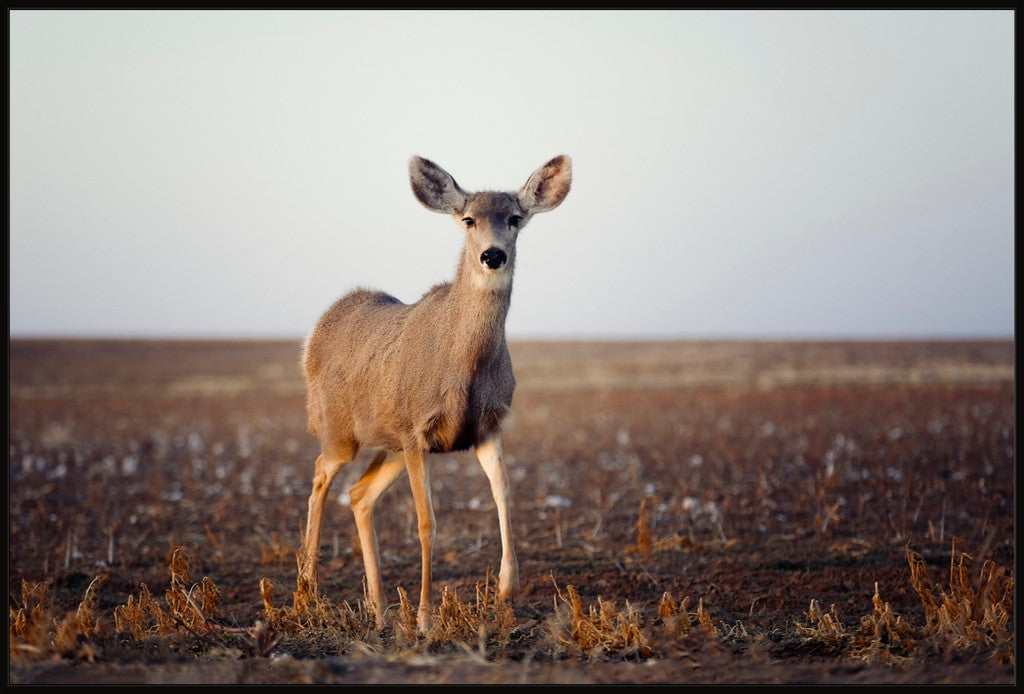 Curious Mule Deer Doe I