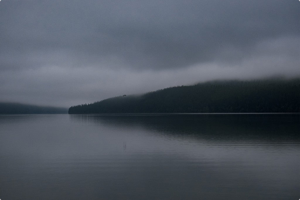Dark Waters + Bird in Flight