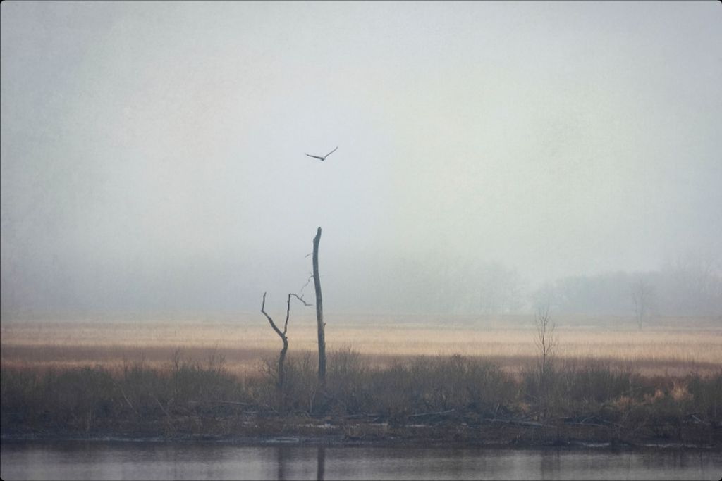 Wetlands Eagle