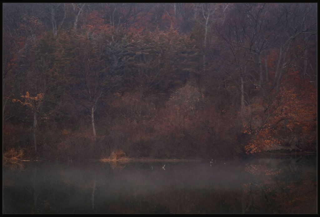 Foggy Winter Woods and Lake