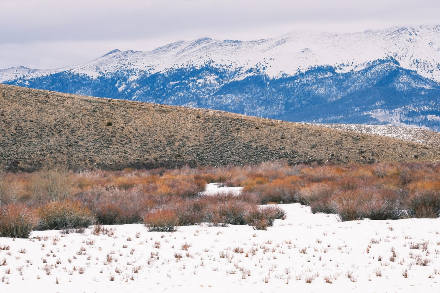 Rocky Mountain Winterscape