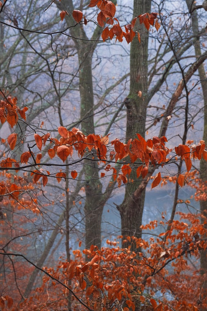 Winter Leaves