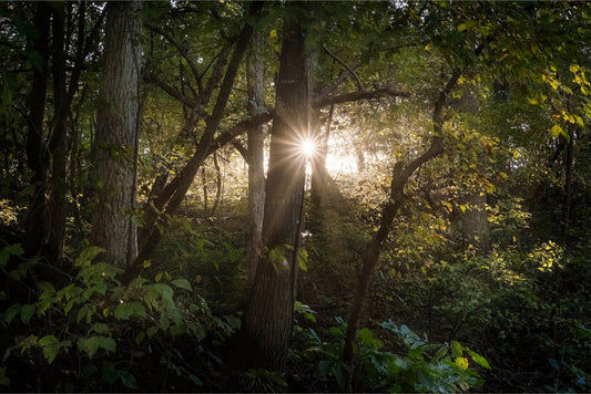 Woodland Sun Star