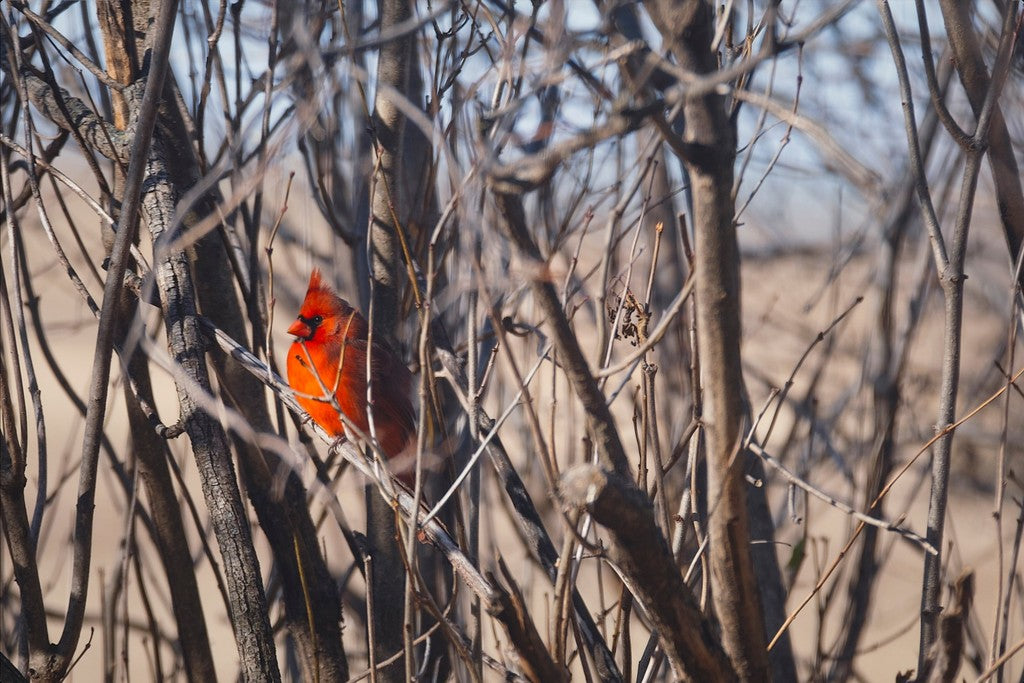 Northern Cardinal in Winter