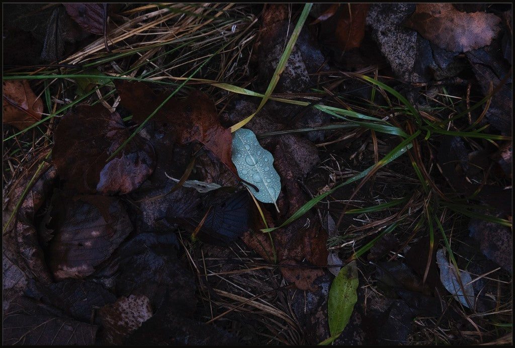 Raindrops on Fallen Leaf