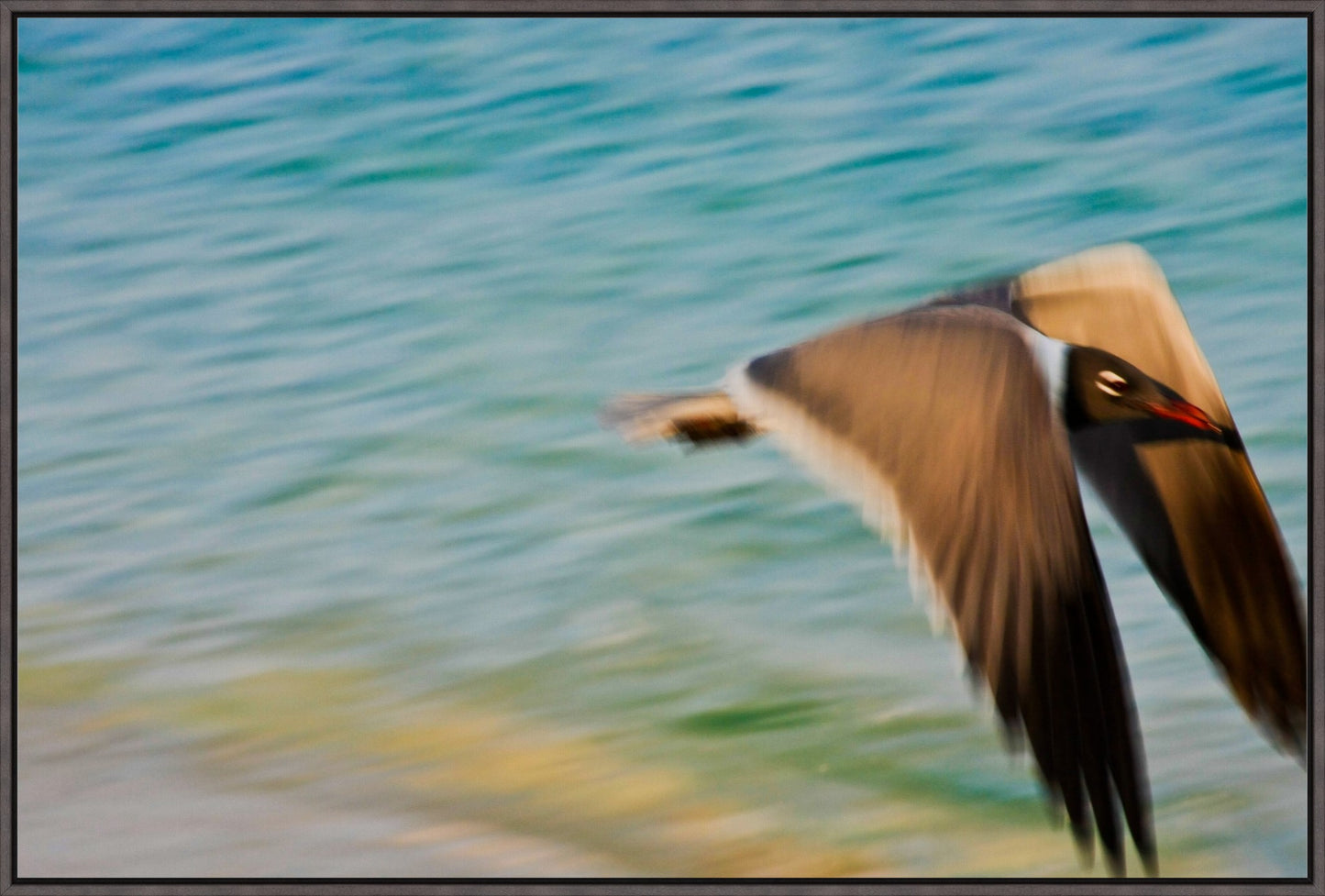 Grand Bahama Gull No. 1