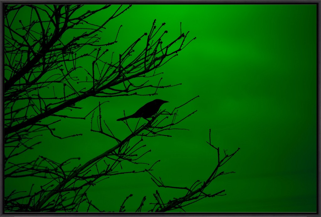 Grackle Silhouette on Green