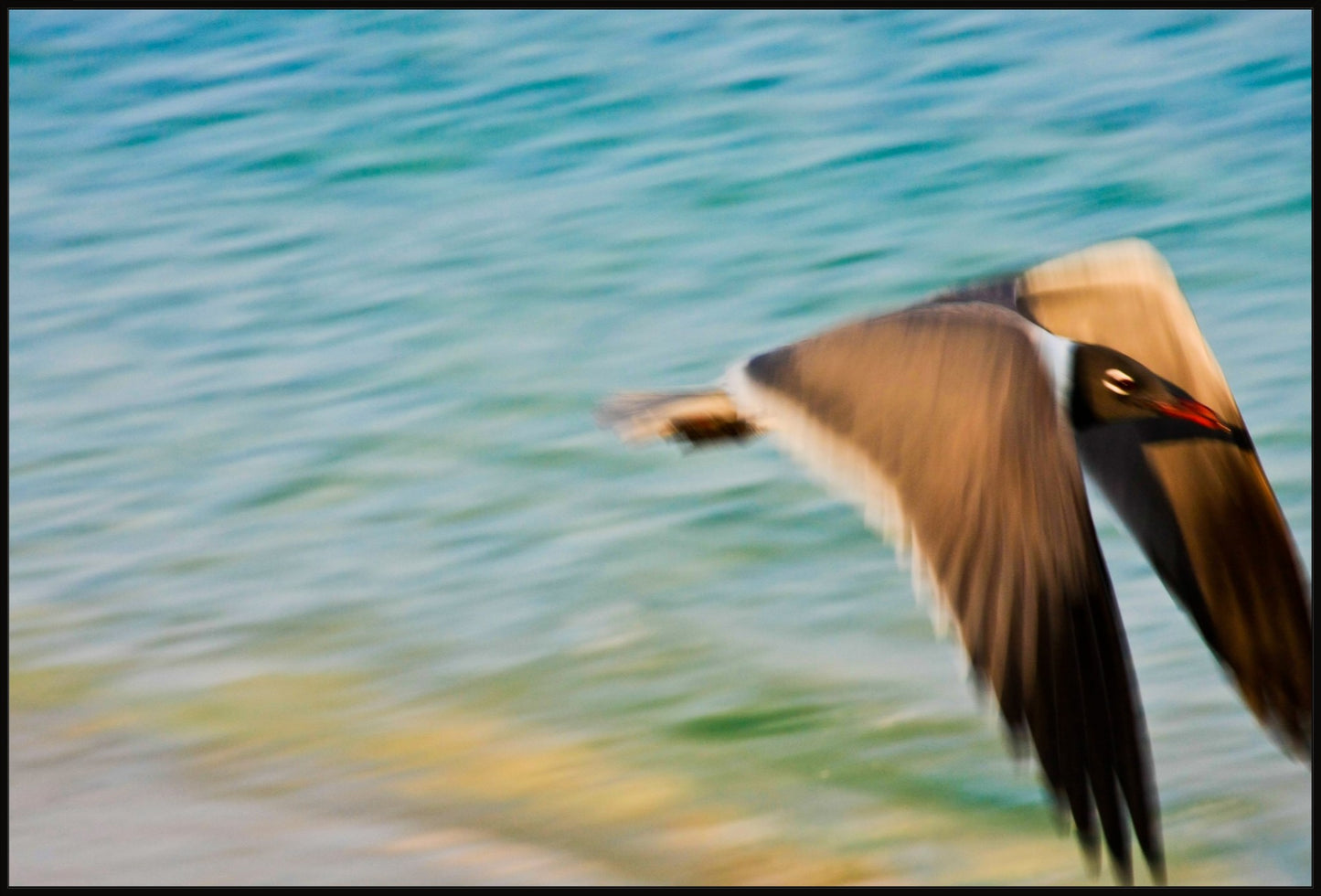 Grand Bahama Gull No. 1