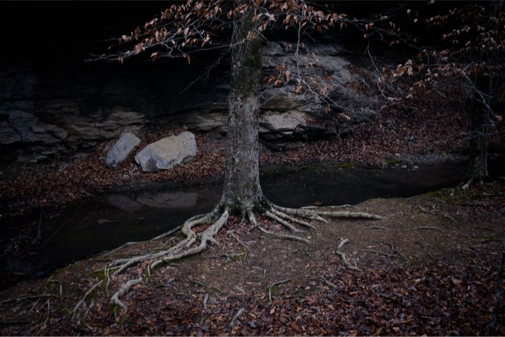Winter Roots
