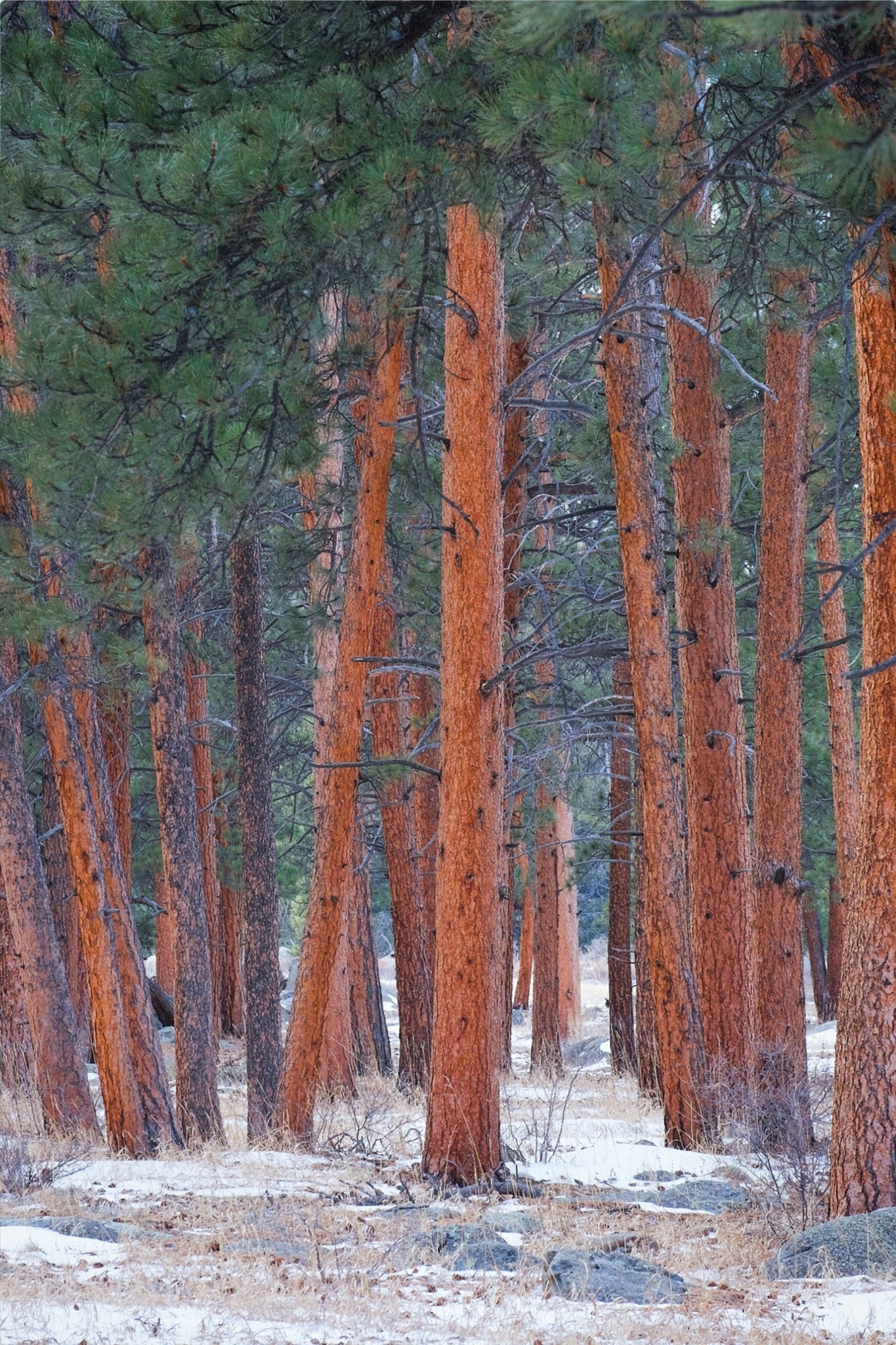 Snowy Pines Vertical