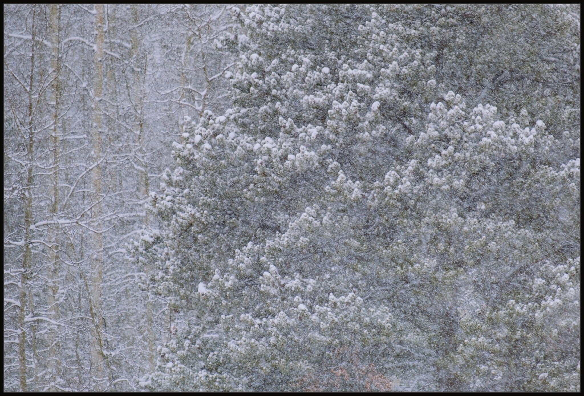 Heavy Snow & Forest Abstract III