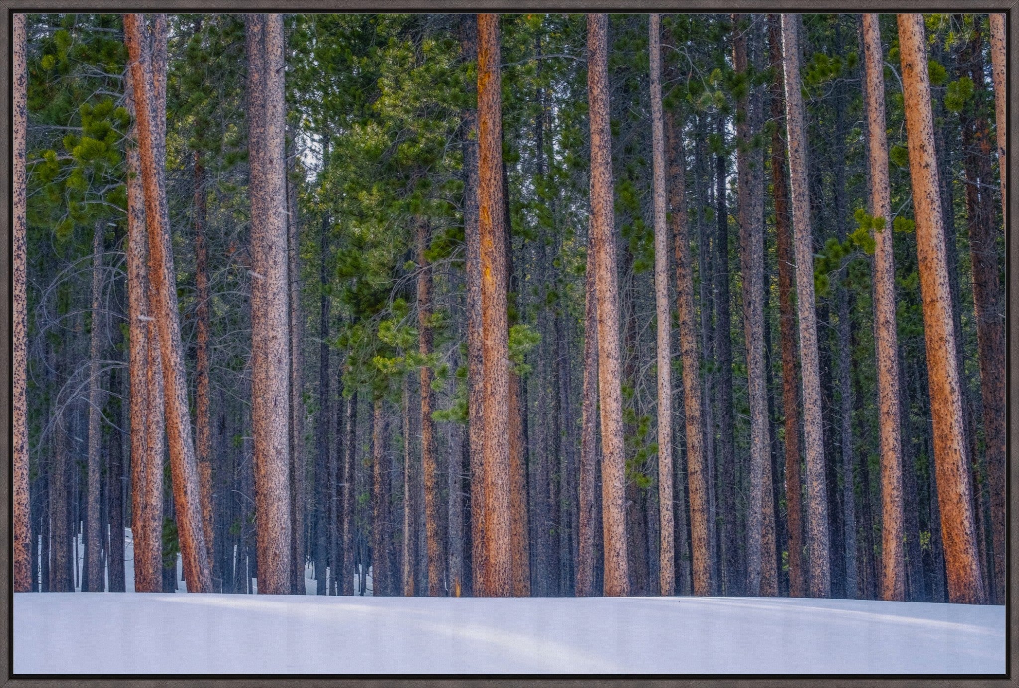 Snowy Pines Horizontal