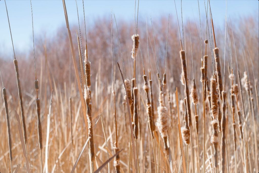 Bosque Cattails