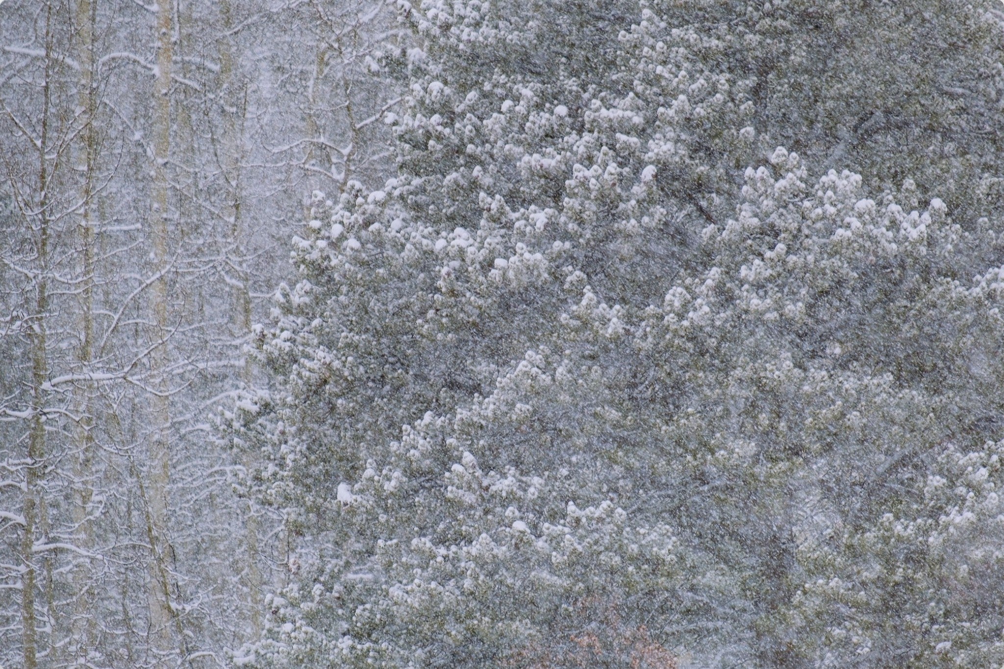 Heavy Snow & Forest Abstract III