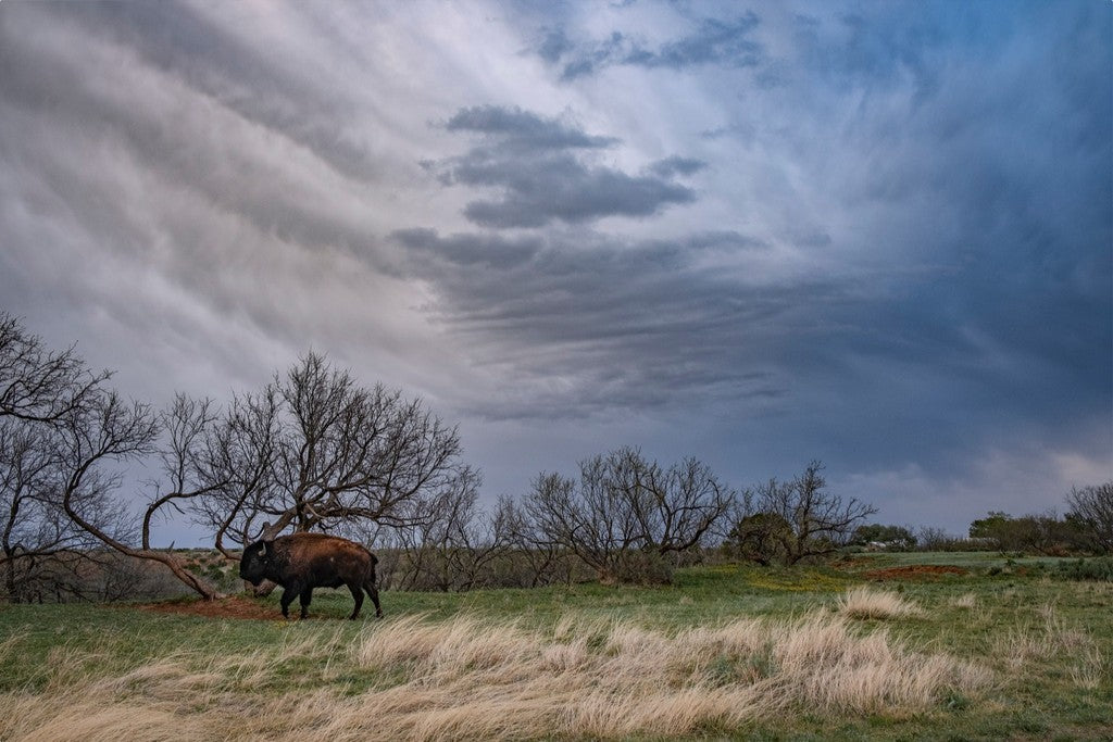 Caprock Bison III