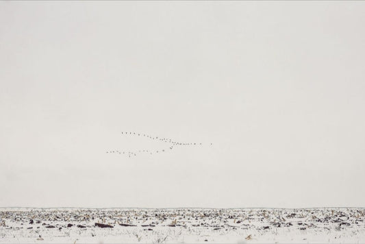 Geese Over Snowy Field