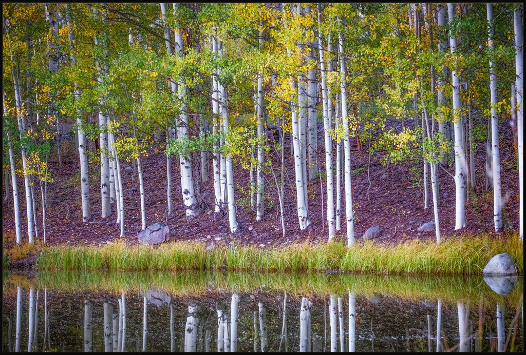 Fall Reflections