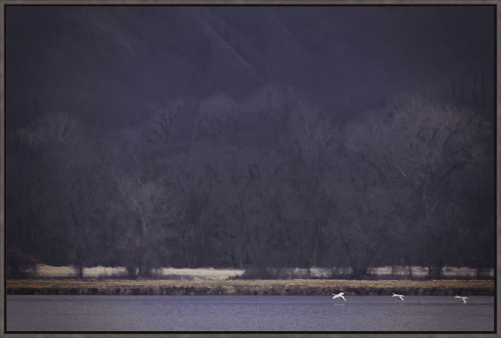 Snow Geese Take Flight