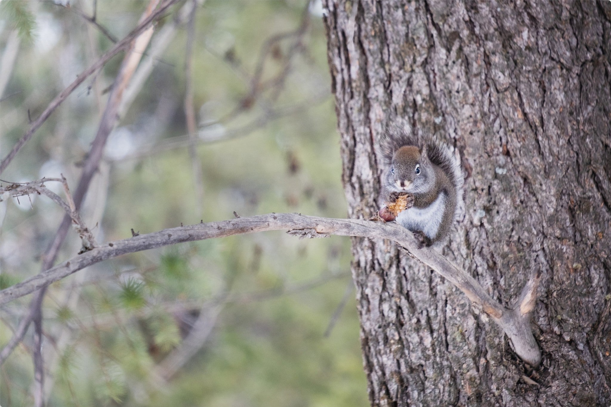 Squirrel & Pine Cone I