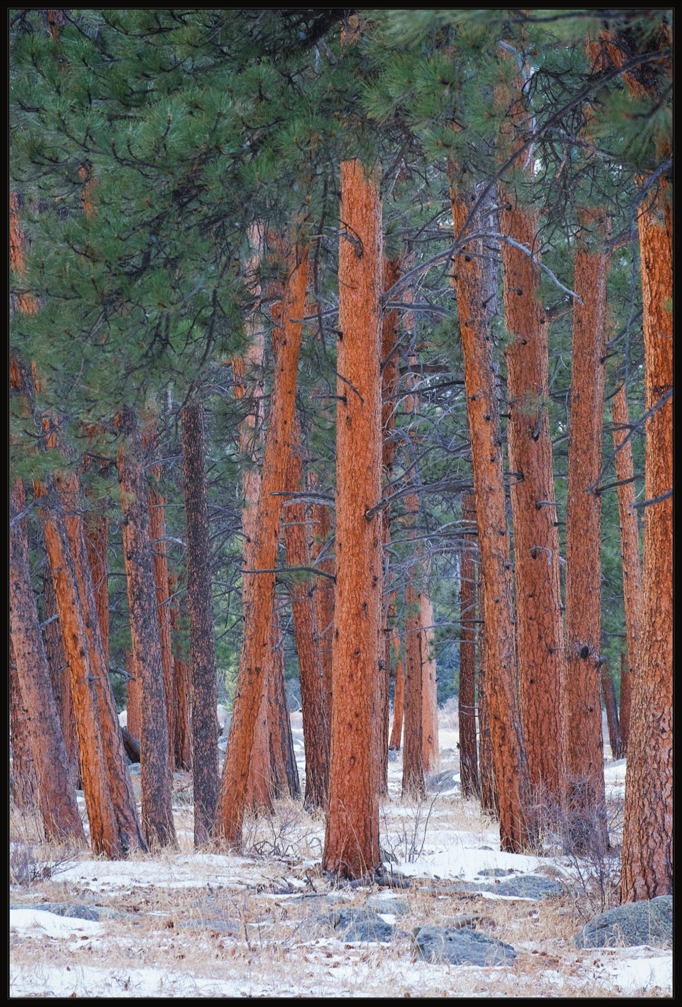 Snowy Pines Vertical