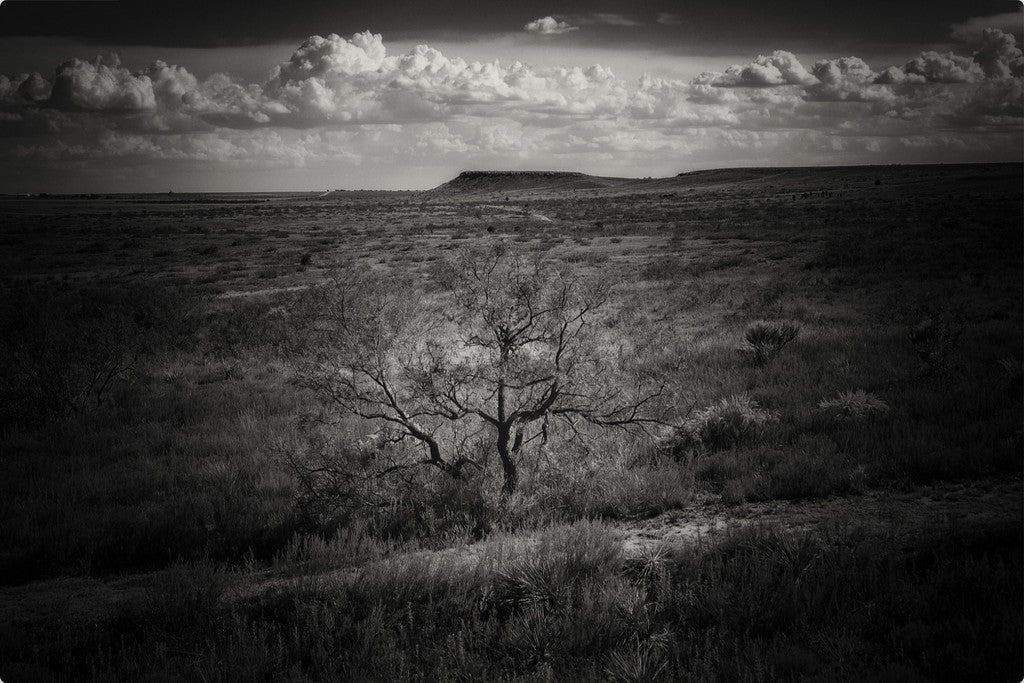 Muleshoe Monochrome