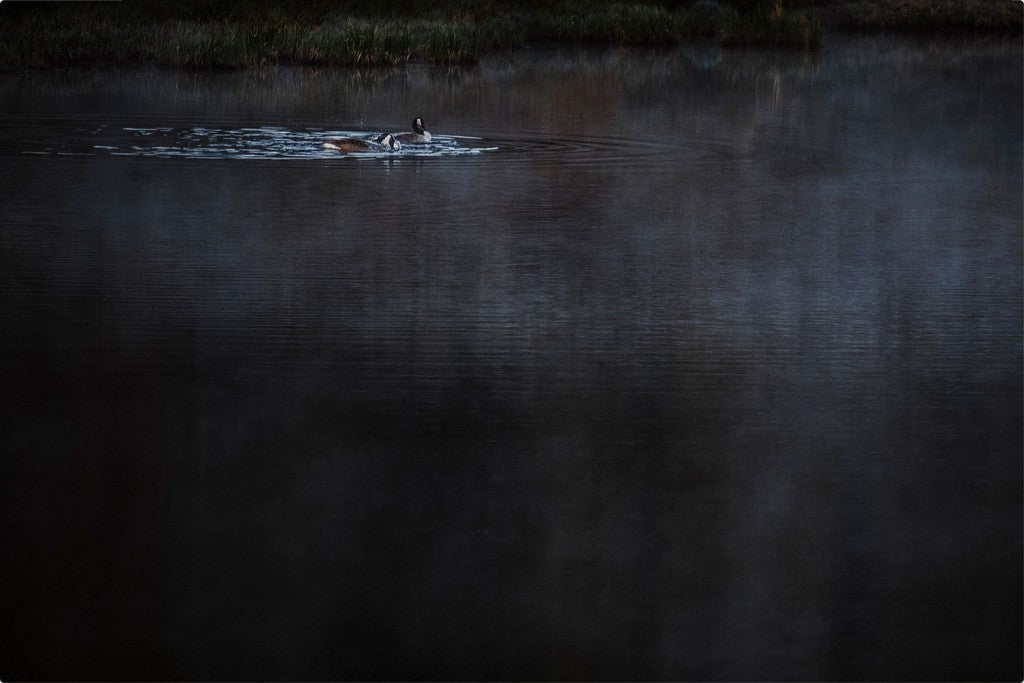 Geese on the Pond