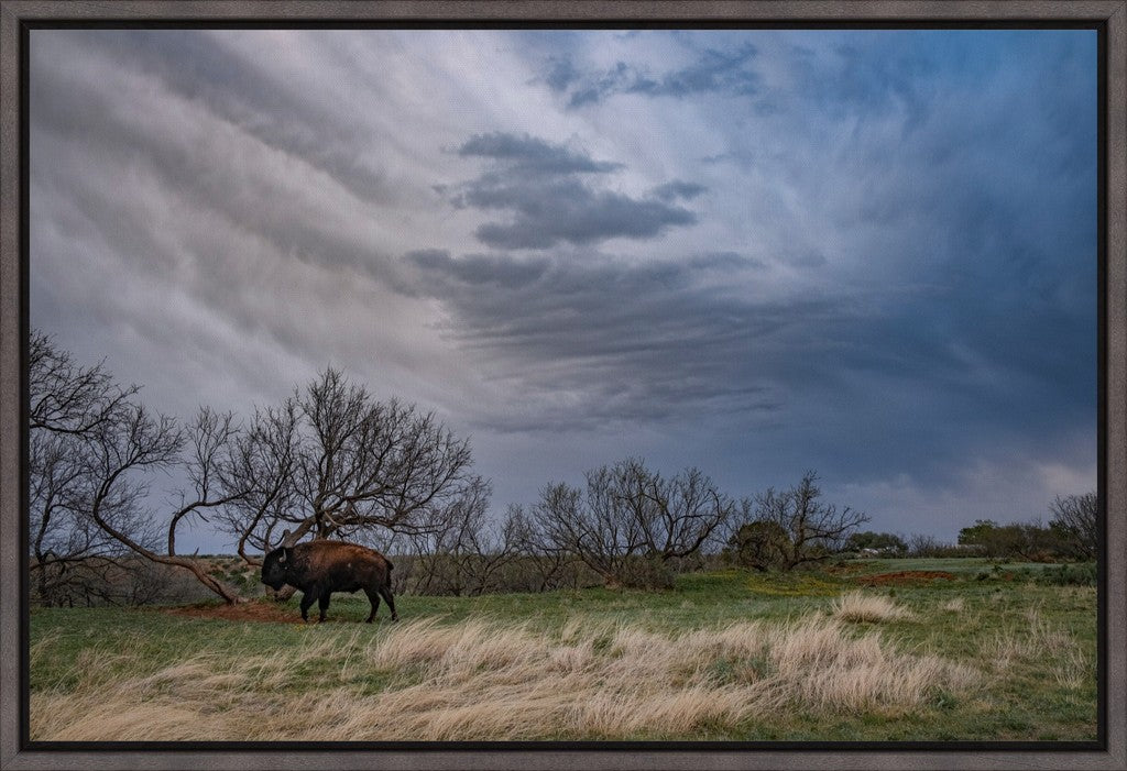 Caprock Bison III