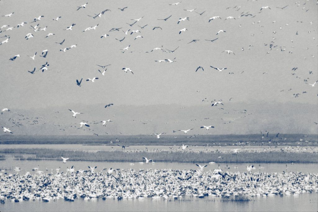 Snow Goose Cyanotype II