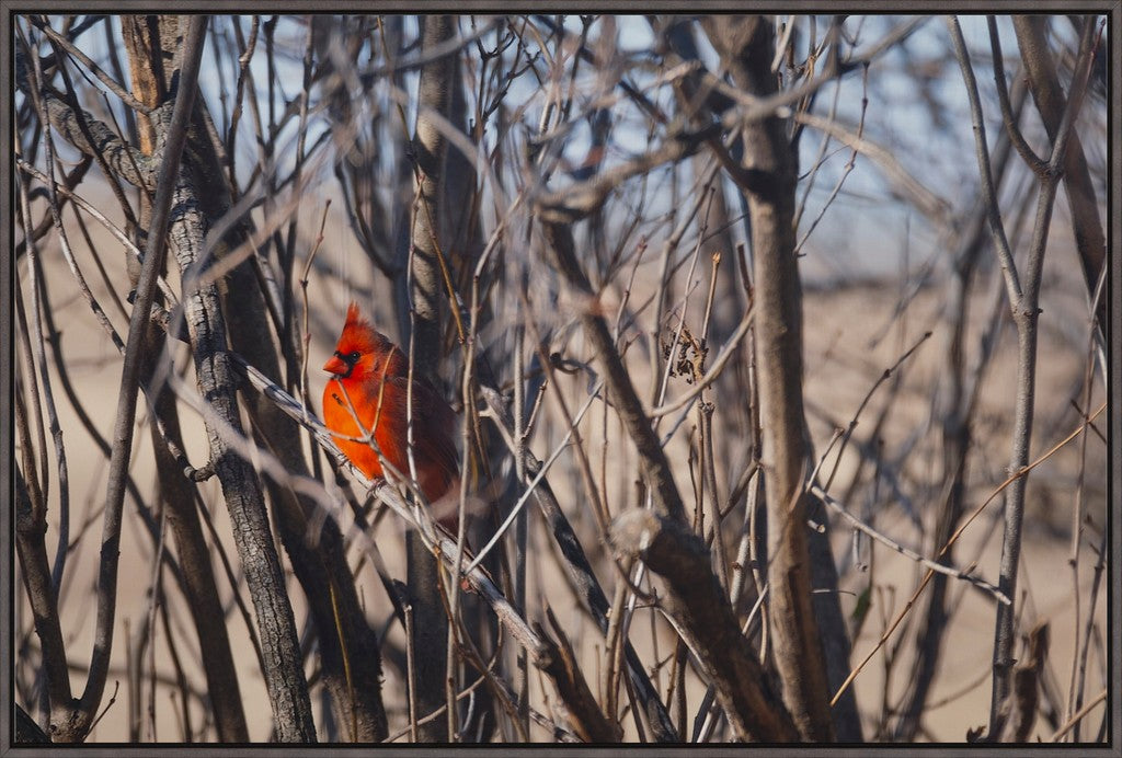 Northern Cardinal in Winter