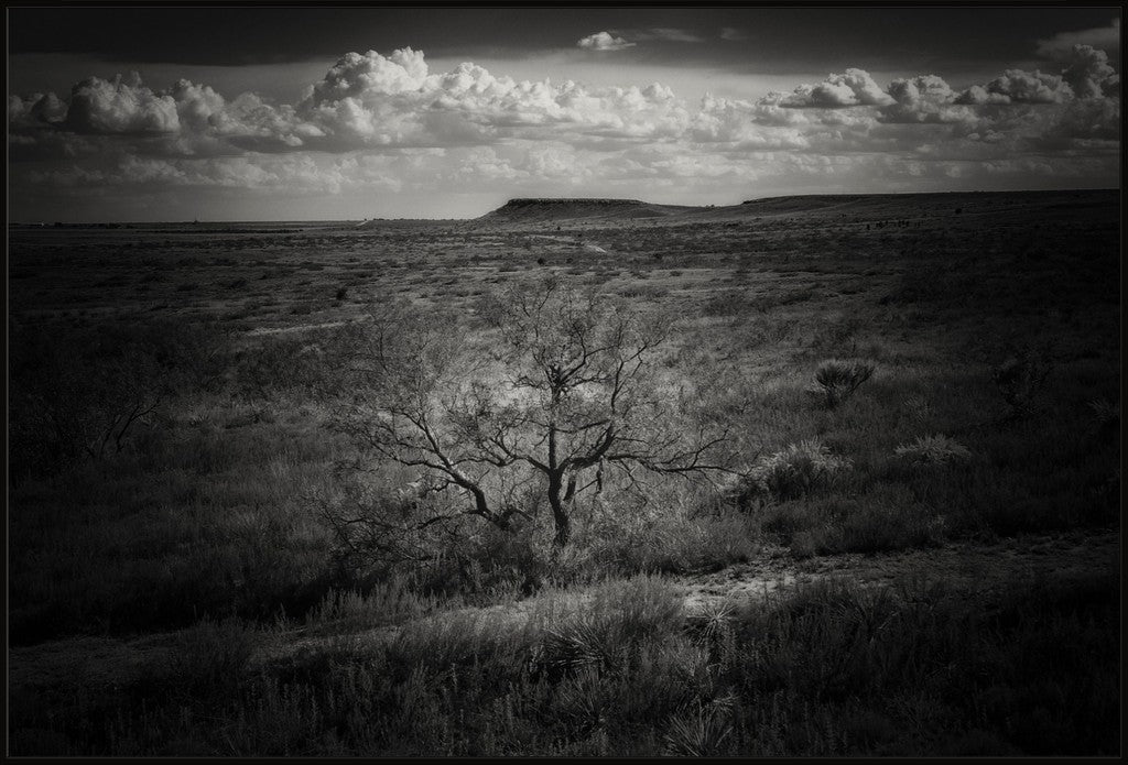 Muleshoe Monochrome