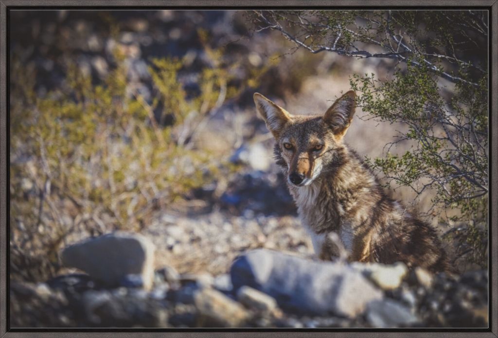 Coyote Gaze